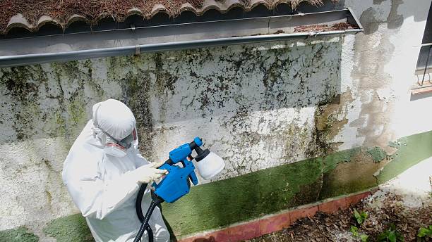 Trusted Basement Mold Remediation service in Sproul, PA - Cheap Mold Removal
